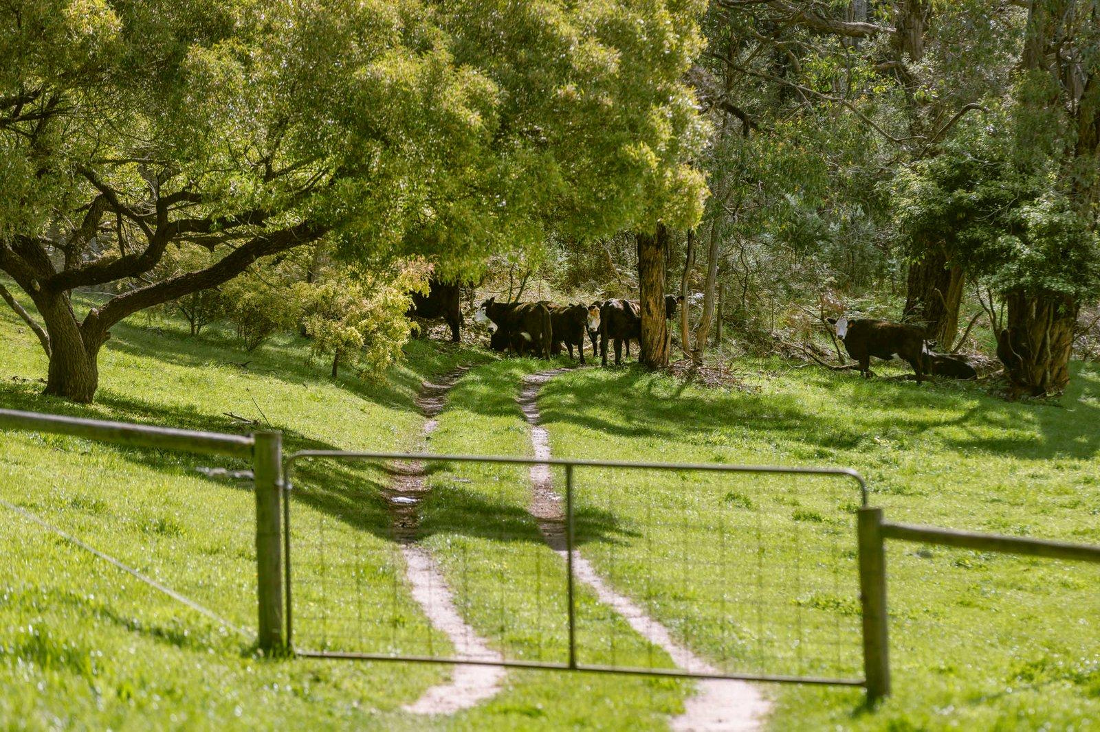 210 Red Hill Road, Red Hill, 3937