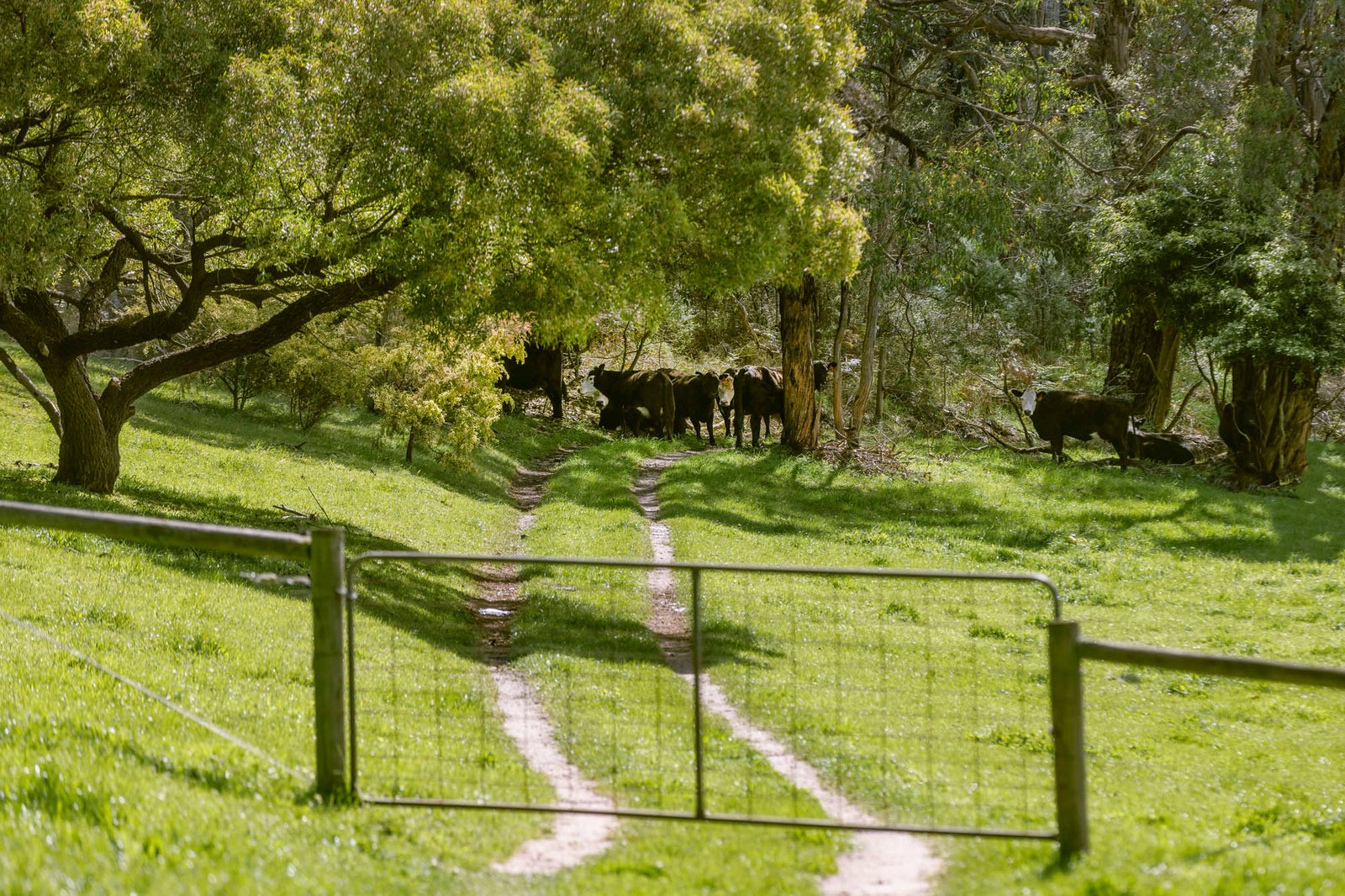 210 Red Hill Road, Red Hill, 3937