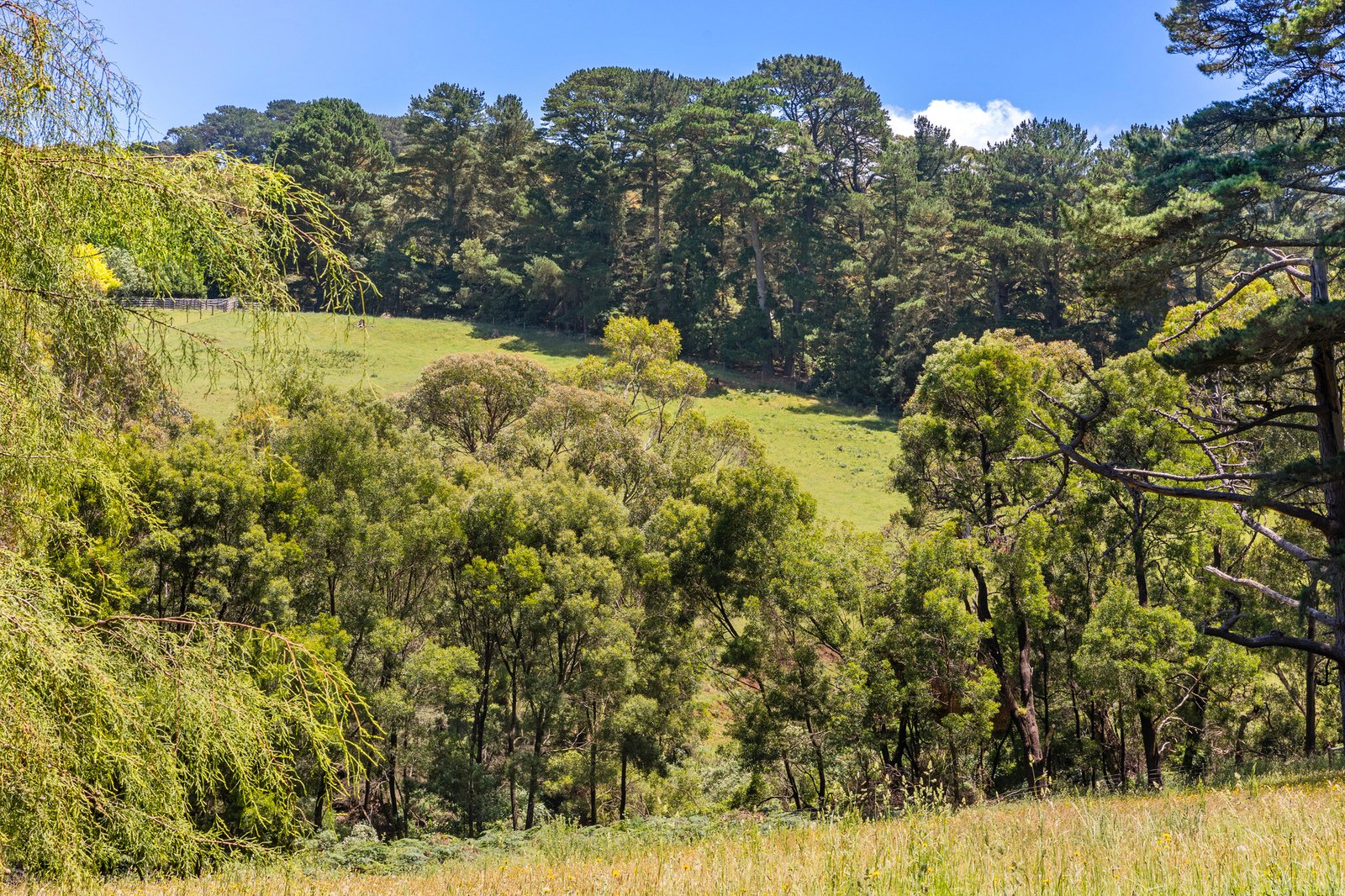 237 Barkers Road, Main Ridge, 3928
