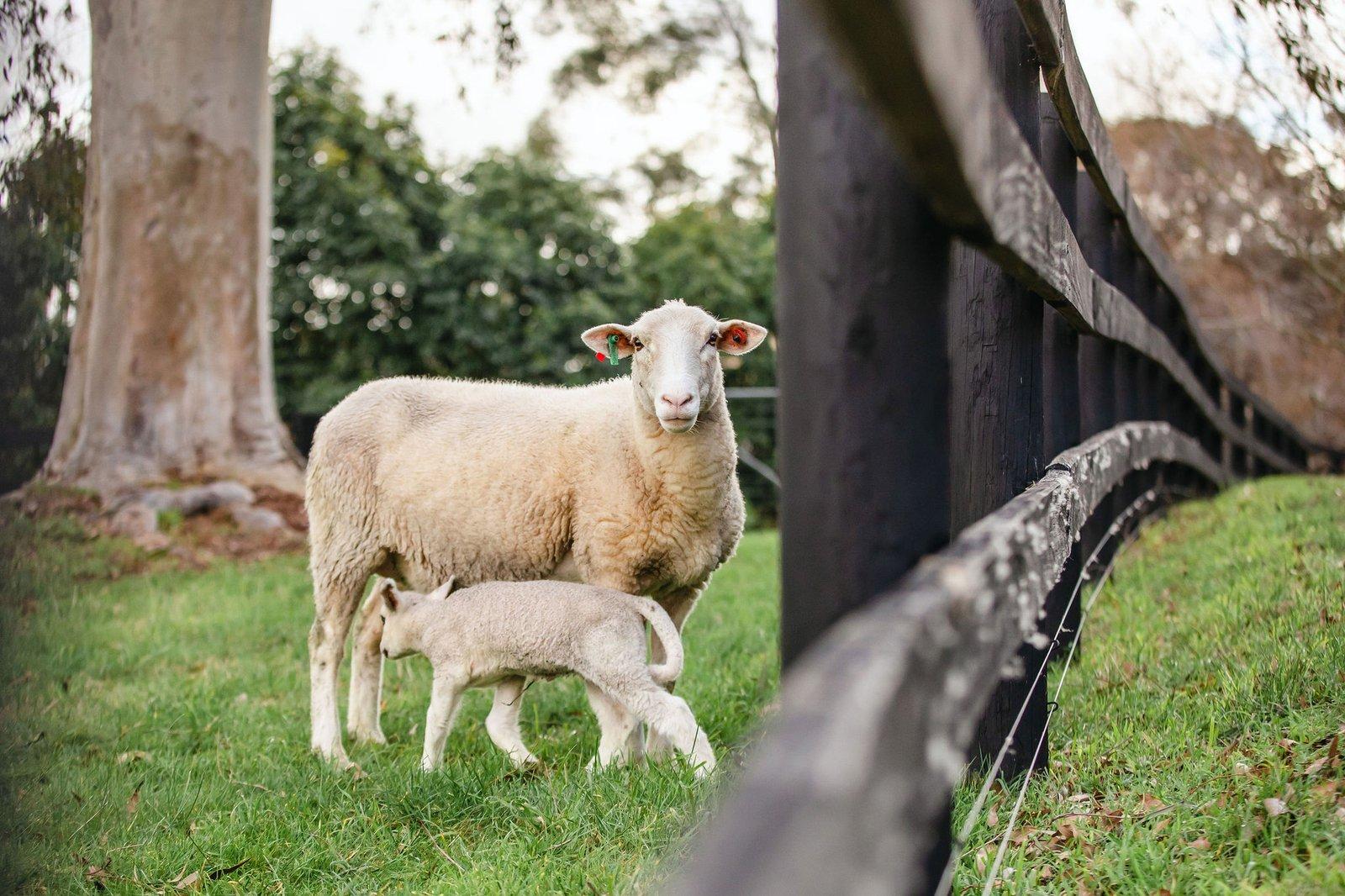 349 Stumpy Gully Road, Balnarring, 3926