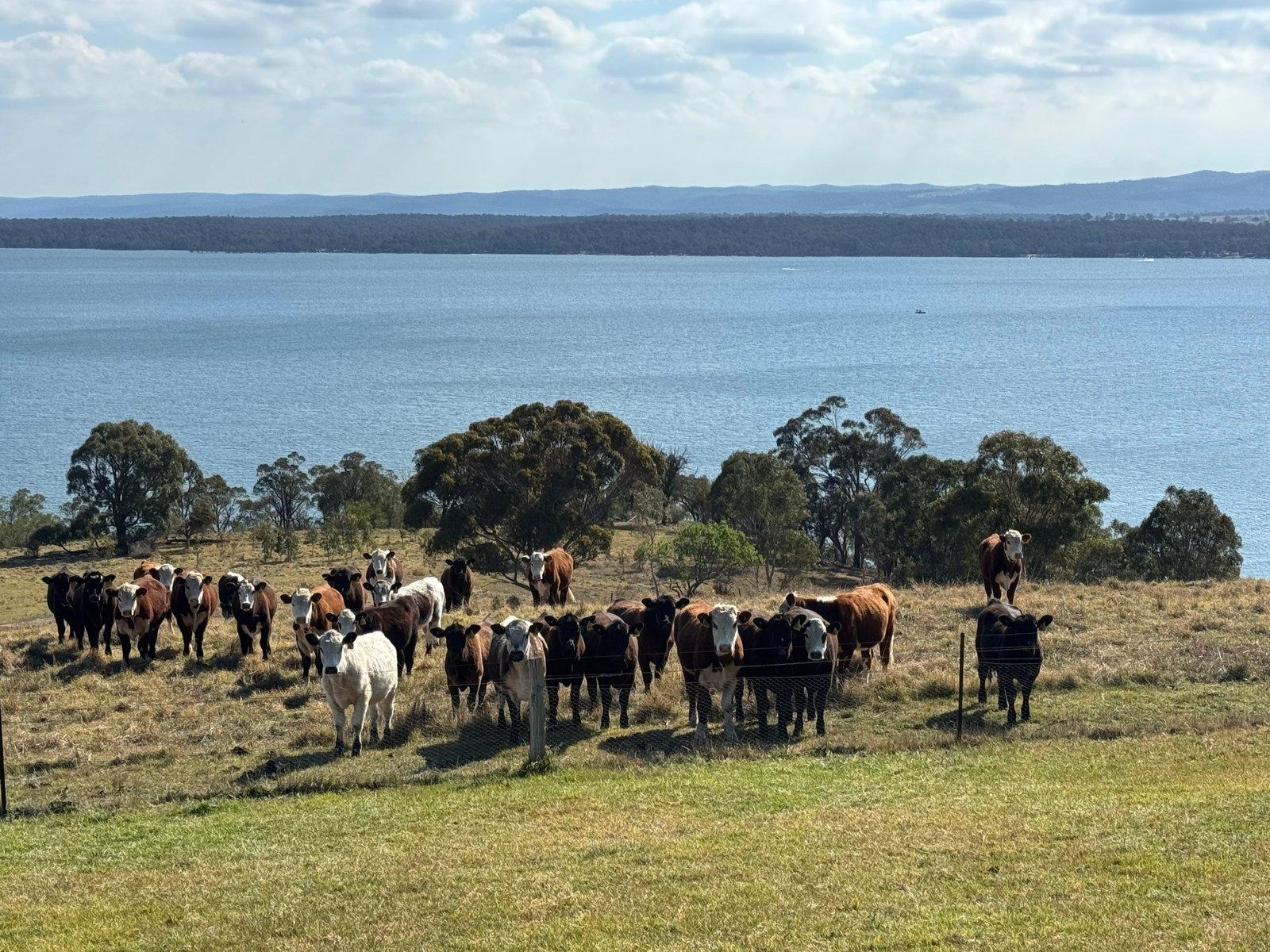 53 Ryans Road, Coongulla, 3860
